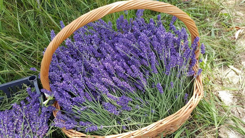 Lavanda O Cultura Care Prinde Radacini La Cleja Deșteptarea